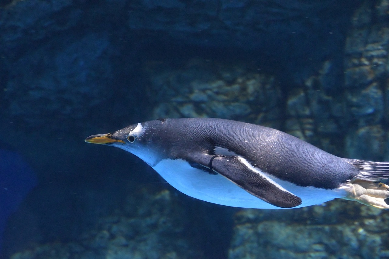 A Gentoo Penguin demonstrating a good an underwater glide phase - Image courtesy of Masakazu Kobayashi